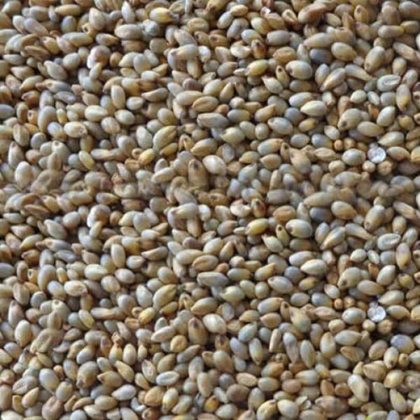 buy-organic-wild-bajra-rice-naatu-kambu-arisi--600x600